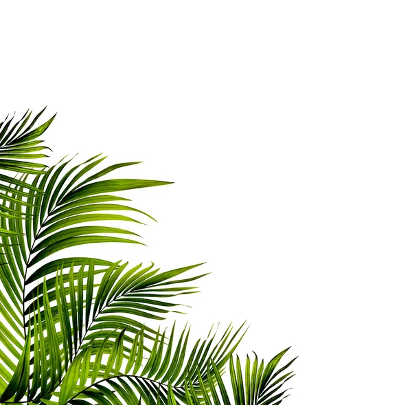 Листья пальмы на белом фоне — стоковое фото