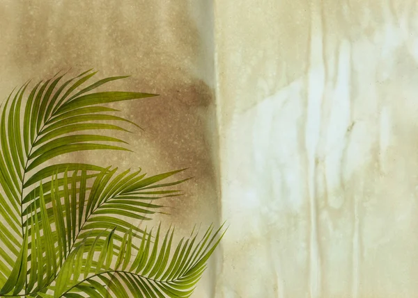 Old paper background with palm leaf — Stock Photo, Image