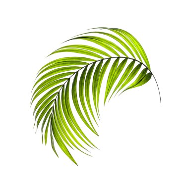 Beyaz arkaplanda yeşil palmiye yaprakları