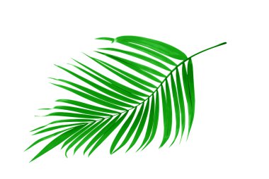 Beyaz arkaplanda yeşil palmiye yaprakları