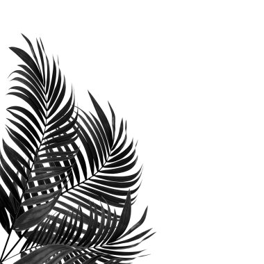 Beyaz arkaplanda palmiye yaprakları: ton siyah ve beyaz