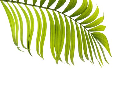 Beyaz arkaplanda yeşil palmiye yaprakları