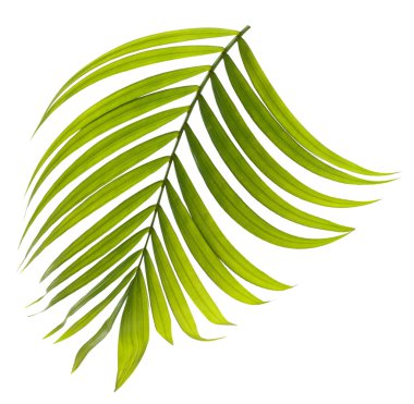 Beyaz arkaplanda yeşil palmiye yaprağı