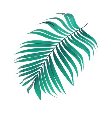 Beyaz arkaplanda yeşil palmiye yaprakları