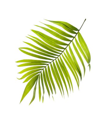 Beyaz arkaplanda yeşil palmiye yaprakları
