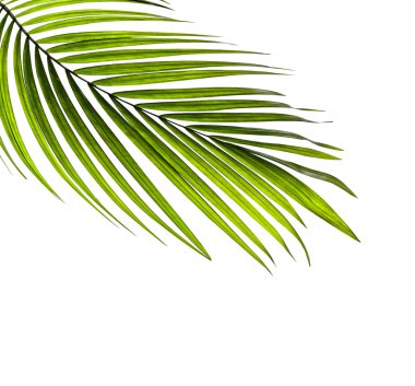 Beyaz arkaplanda yeşil palmiye yaprakları