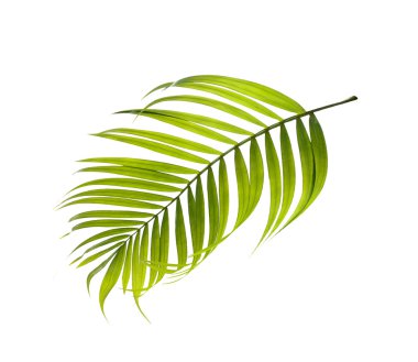 Beyaz arkaplanda yeşil palmiye yaprakları