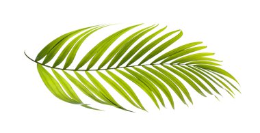 Beyaz arkaplanda yeşil palmiye yaprakları