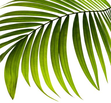 Beyaz arkaplanda yeşil palmiye yaprağı