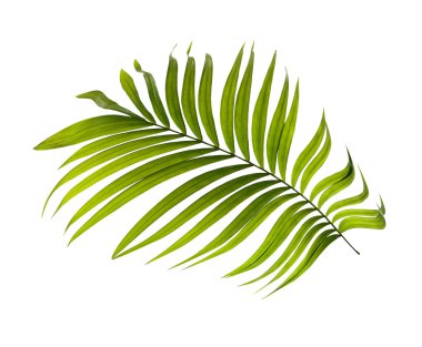 Beyaz arkaplanda yeşil palmiye yaprakları