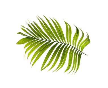 Beyaz arkaplanda yeşil palmiye yaprakları