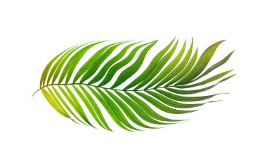 Beyaz arkaplanda yeşil palmiye yaprakları