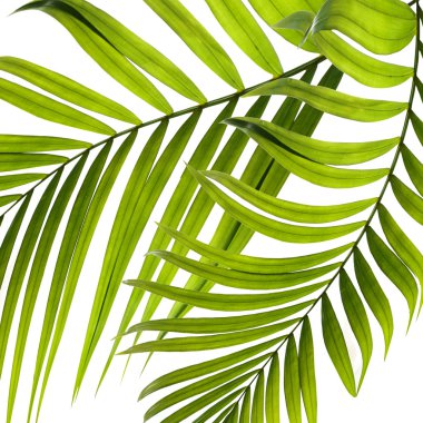 Beyaz arkaplanda yeşil palmiye yaprakları