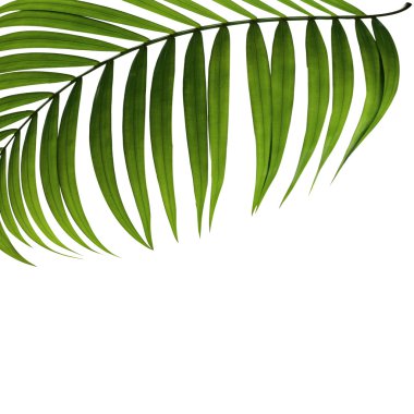 Beyaz arkaplanda yeşil palmiye yaprakları