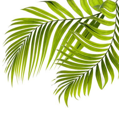 Beyaz arkaplanda yeşil palmiye yaprakları
