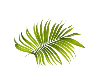 Beyaz arkaplanda yeşil palmiye yaprakları