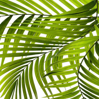 Beyaz arkaplanda yeşil palmiye yaprakları
