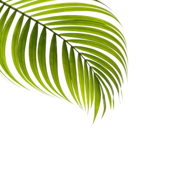 Beyaz arkaplanda yeşil palmiye yaprakları