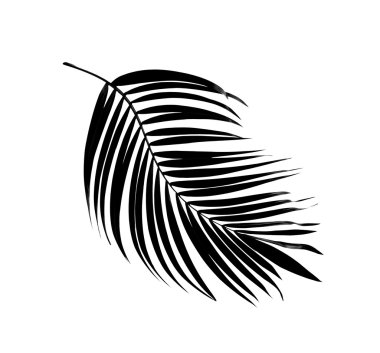 palmiye ağaç arka plan siyah yaprak