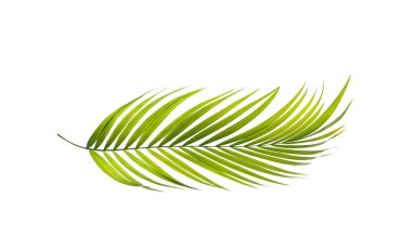 Palmiye ağacının yeşil yaprağı