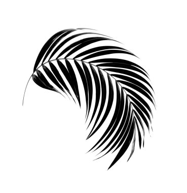 palmiye ağaç arka plan siyah yaprak