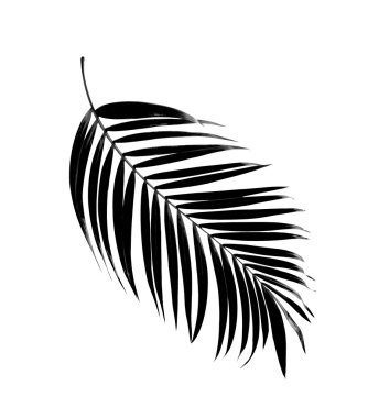 palmiye ağaç arka plan siyah yaprak