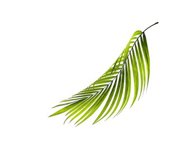 Palmiye ağacının yeşil yaprağı