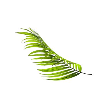 Palmiye ağacının yeşil yaprağı