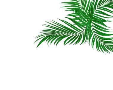Beyaz arkaplanda yeşil palmiye yaprağı