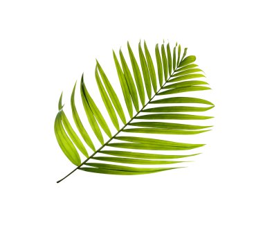 Green leaf of palm tree background clipart