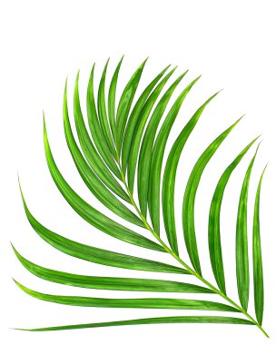 Beyaz arkaplanda yeşil palmiye yaprağı