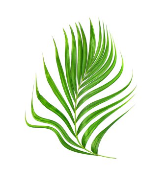 Palmiye ağacının yeşil yaprağı