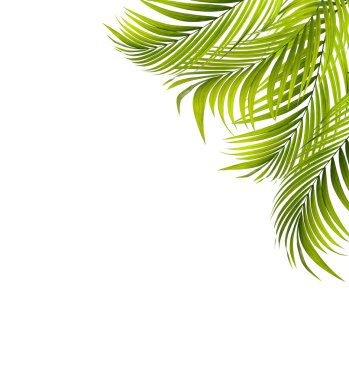 Palmiye ağacının yeşil yaprağı