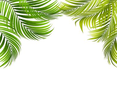 Palmiye ağacının yeşil yaprağı