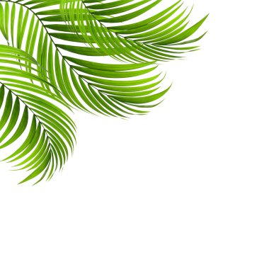 Palmiye ağacının yeşil yaprağı