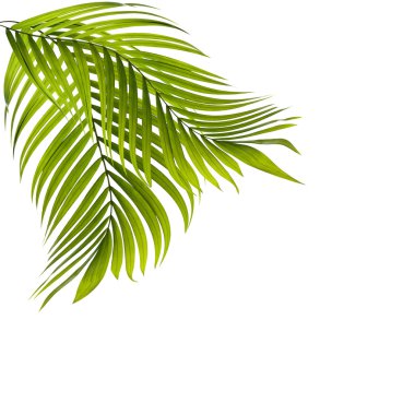 Beyaz arkaplanda yeşil palmiye yaprağı