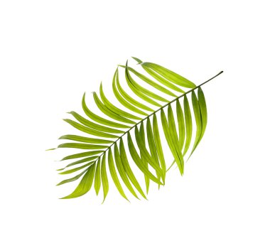 Beyaz arkaplanda yeşil palmiye yaprakları