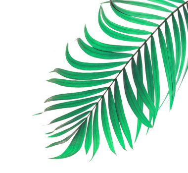 Beyaz arkaplanda yeşil palmiye yaprakları