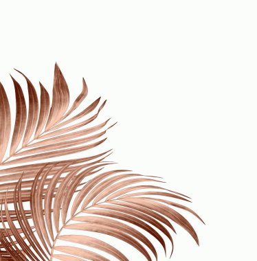 leaves of palm tree on white background clipart
