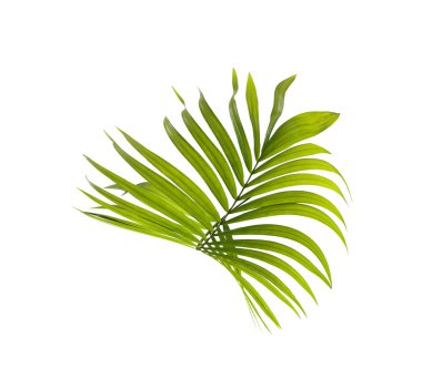 Beyaz arkaplanda yeşil palmiye yaprağı