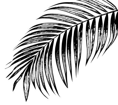 Beyaz arkaplanda palmiye yaprağı