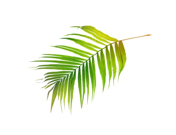 Zielone liście palmy na białym tle: puppet warp effe — Zdjęcie stockowe
