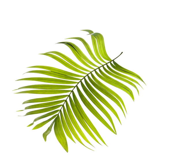 Зелене листя пальми на білому тлі — стокове фото