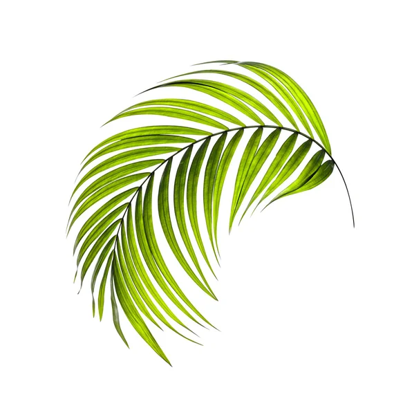 Green leaves of palm tree on white background — Stock Photo, Image