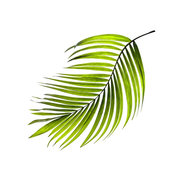 Folhas verdes de palmeira no fundo branco — Fotografia de Stock