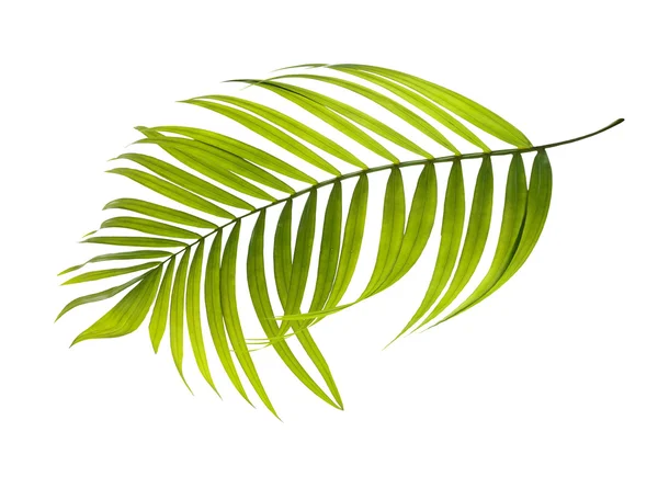 Zielone liście palmy na białym tle — Zdjęcie stockowe