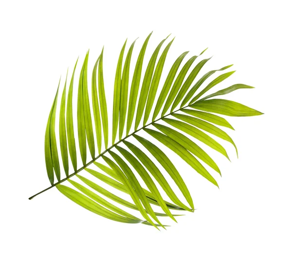 Hojas Verdes Palmera Sobre Fondo Blanco — Foto de Stock