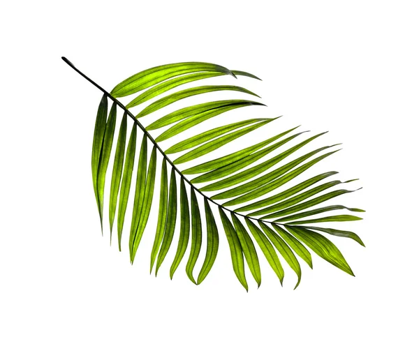 Green Leaves Palm Tree White Background — Stock Photo, Image