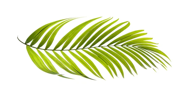 Hojas verdes de palmera sobre fondo blanco —  Fotos de Stock