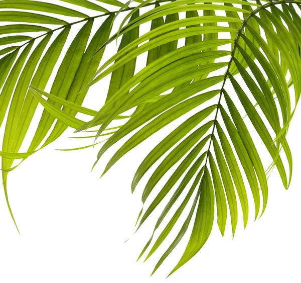 Grüne Blätter der Palme auf weißem Hintergrund — Stockfoto